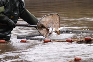 Tarifs des poissons d'étang Tarifs des poissons d'étang