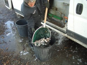 Vente de vifs pour la pêche à la ligne
