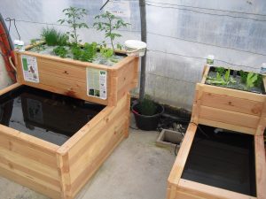 le bassin-potager aquaponique