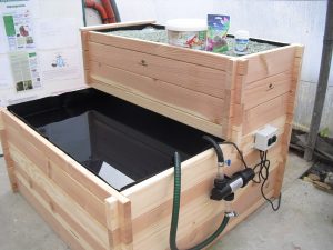 le bassin-potager aquaponique