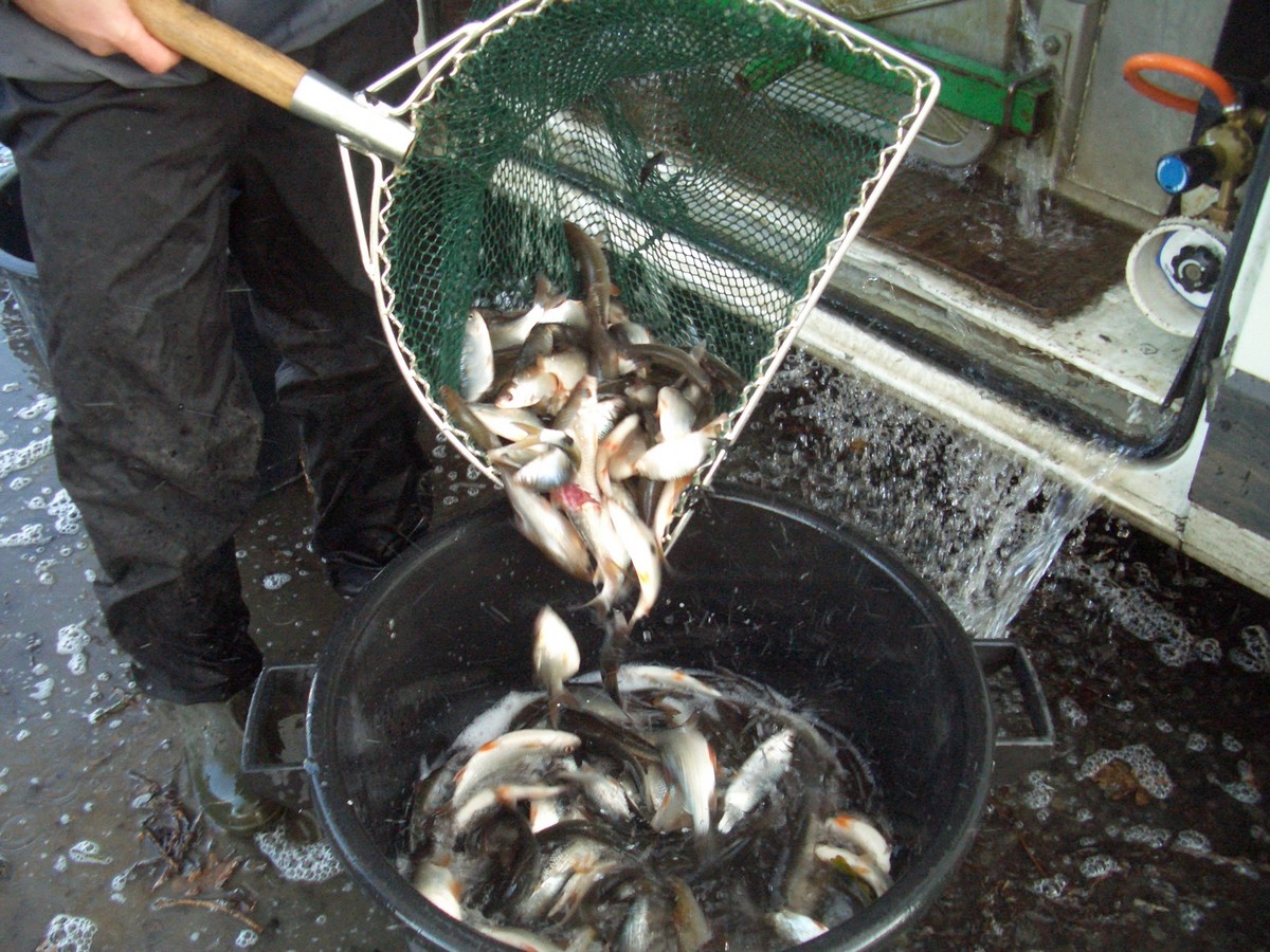 Variétés de poissons d