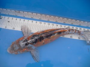 variétés de poisson de bassin