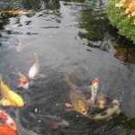 Variétés de poissons de bassin