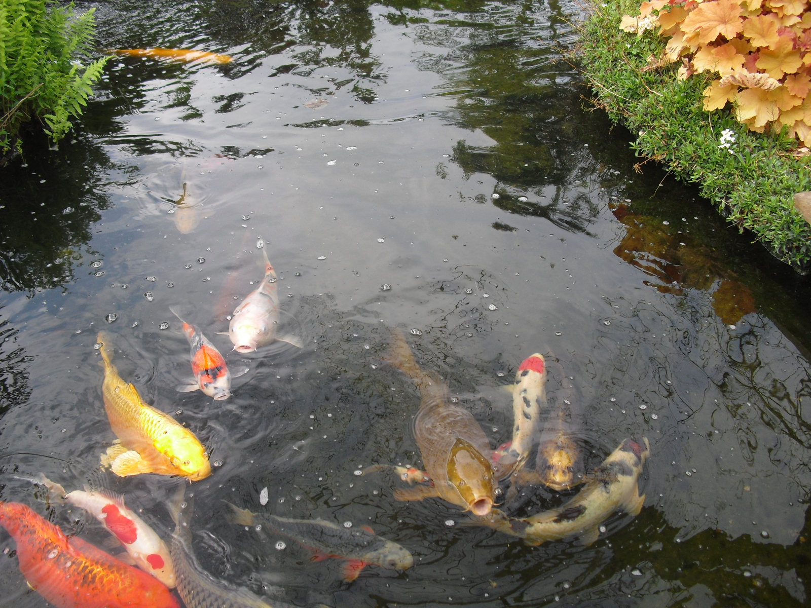 Vari t s de  poisson de bassin de jardin  ko  du japon 