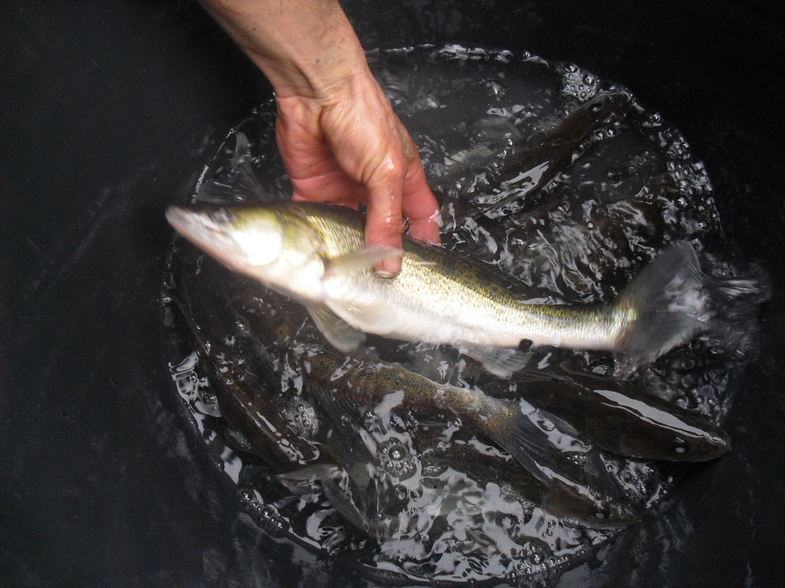 Variétés de poissons d
