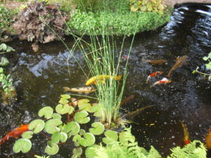 paniers et terreau pour les plantes aquatiques