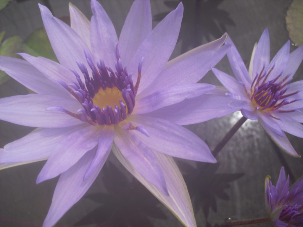 les plantes aquatiques